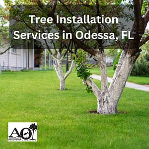 Tree installation services in Odessa, FL