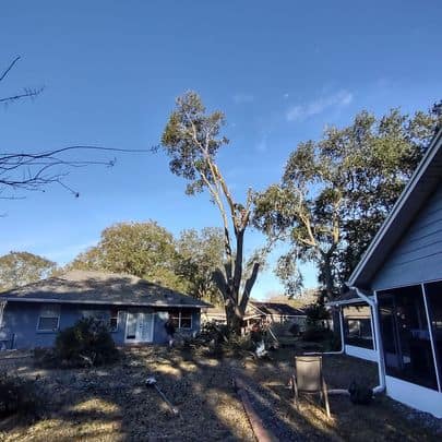 Backyard with large trees, a freshly trimmed tree, and cleared brush, demonstrating the tree removal and yard clean-up services of Absolute Outdoors LLC in Odessa, FL.