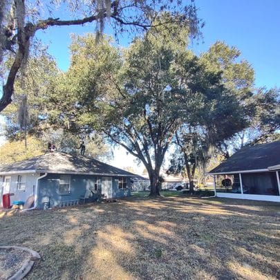 Large oak tree in a backyard with workers on the roof, illustrating tree trimming and yard maintenance services by Absolute Outdoors LLC in Odessa, FL.