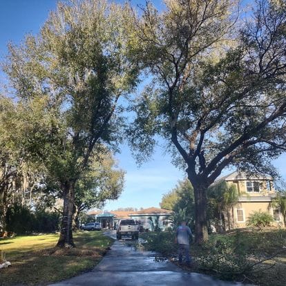 A tree trimming job in progress with fallen branches and a landscaper working under tall trees, demonstrating the tree care services of Absolute Outdoors LLC in Odessa, FL.