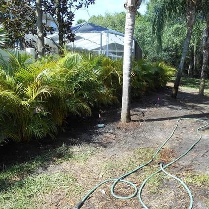 Watering palm trees in a landscaped yard using a hose.