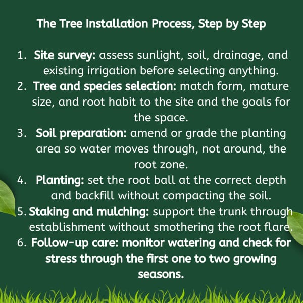 The tree installation process step by step